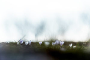 Eine Reihe Krokusblüten stehen am Horizont vor düsterem Himmerl und Baumschemen Eine Reihe Krokusblüten stehen am Horizont vor düsterem Himmerl und Baumschemen